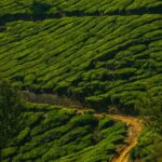 pexels-urtimud-89-76108288-32262507